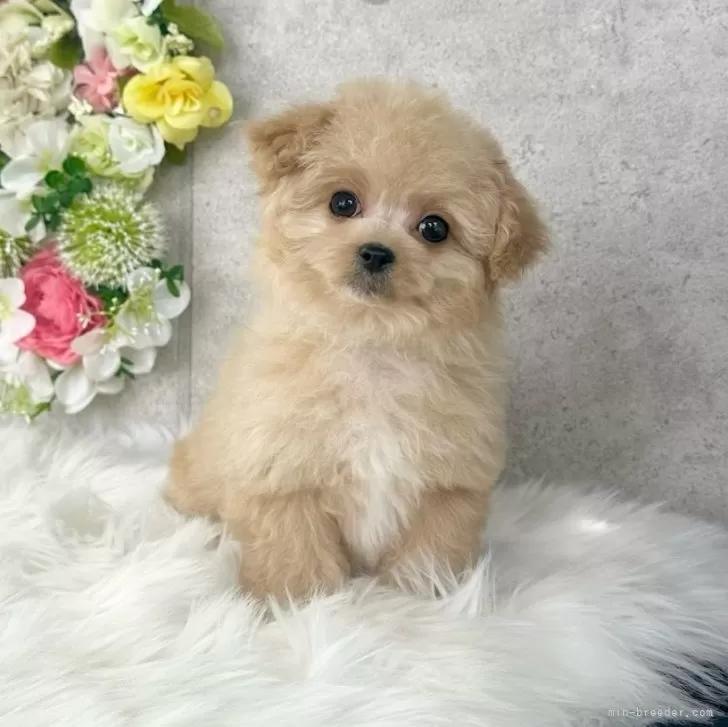 ID:2502-02259の子犬