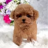 ティーカッププードル