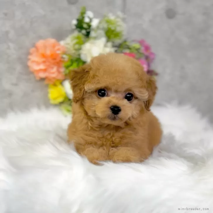 ID：2407-00579の子犬
