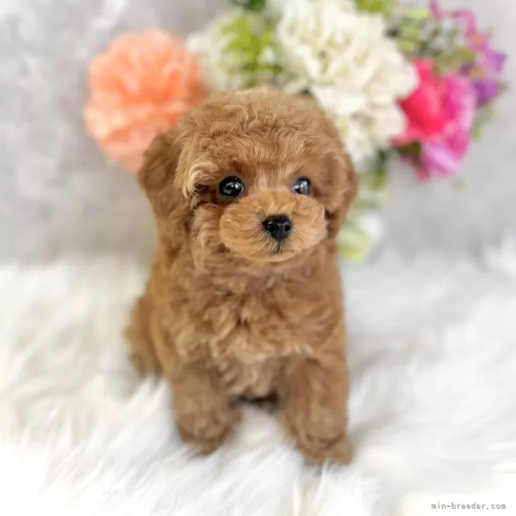 ID：2406-04920の子犬