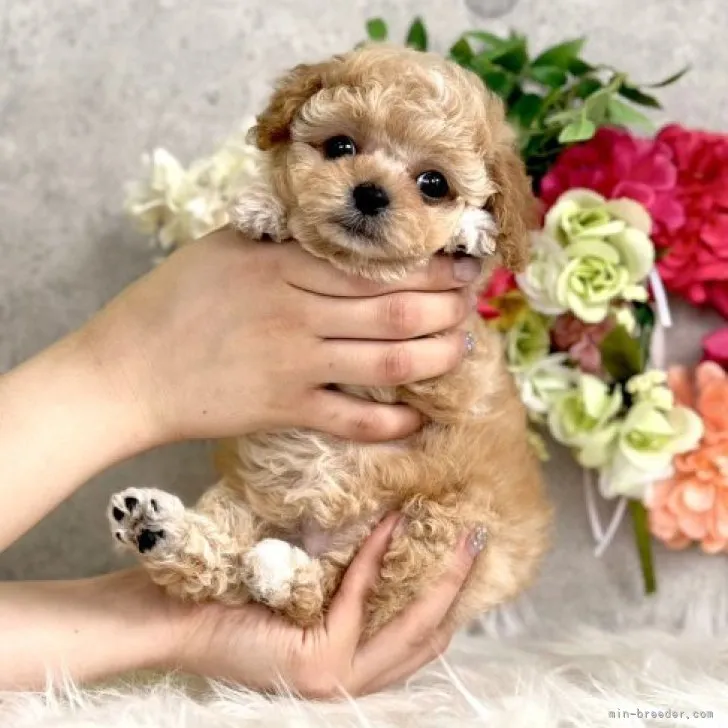 ID:2306-02115の子犬