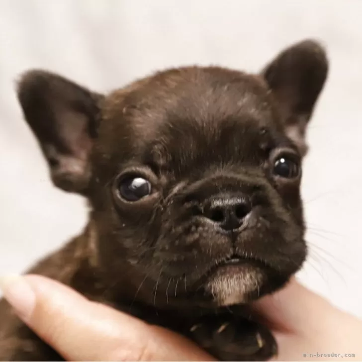 ID：2507-08205の子犬