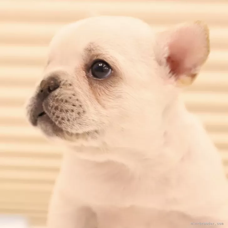 ID：2501-06837の子犬