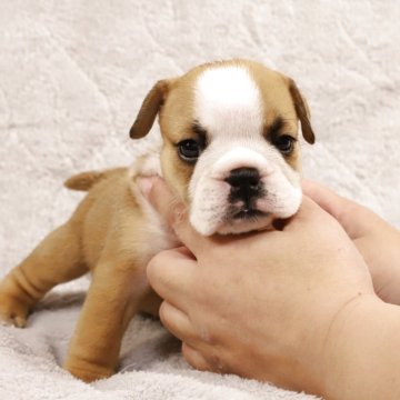 ブルドッグ【香川県・女の子・2025年6月11日・レッドアンドホワイト】の写真「くっきりアイライン🐶」