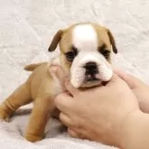 ブルドッグ
