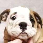 ブルドッグ