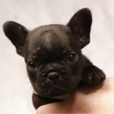 フレンチブルドッグ