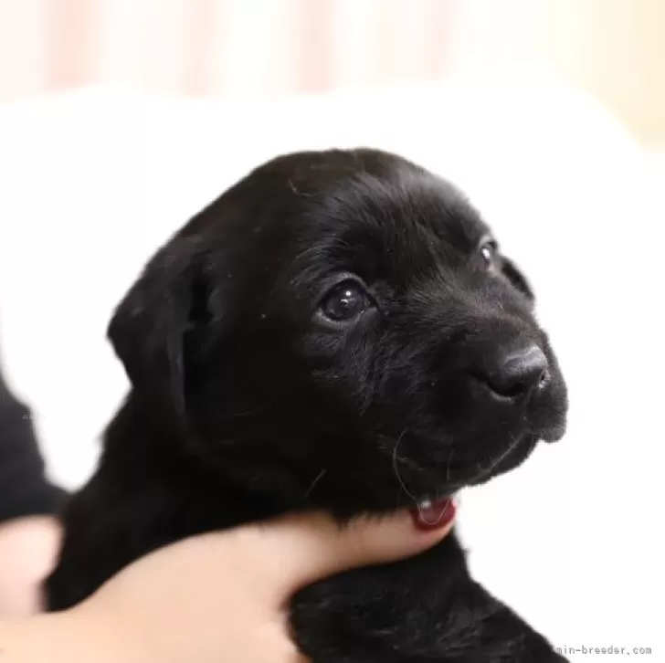 FAVORITE 様のお迎えした子犬