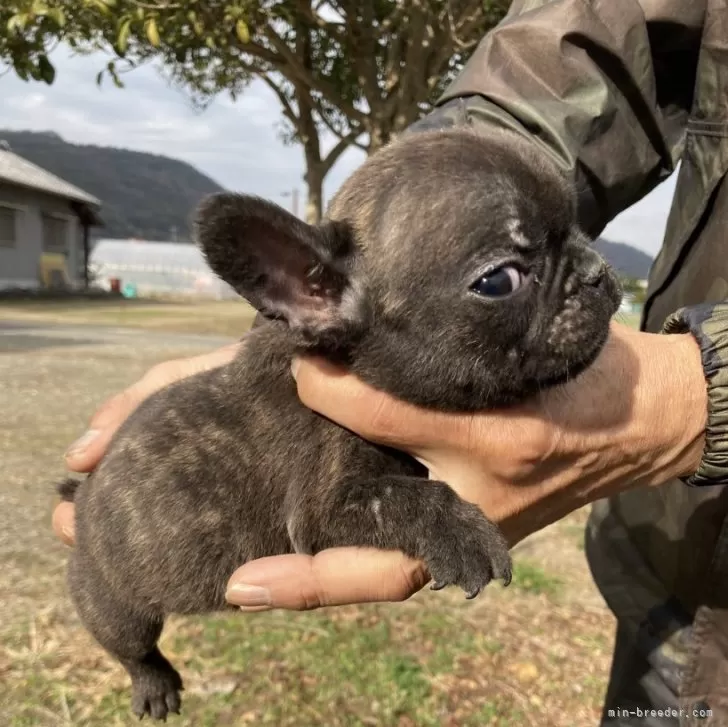 ID：2312-03496の子犬