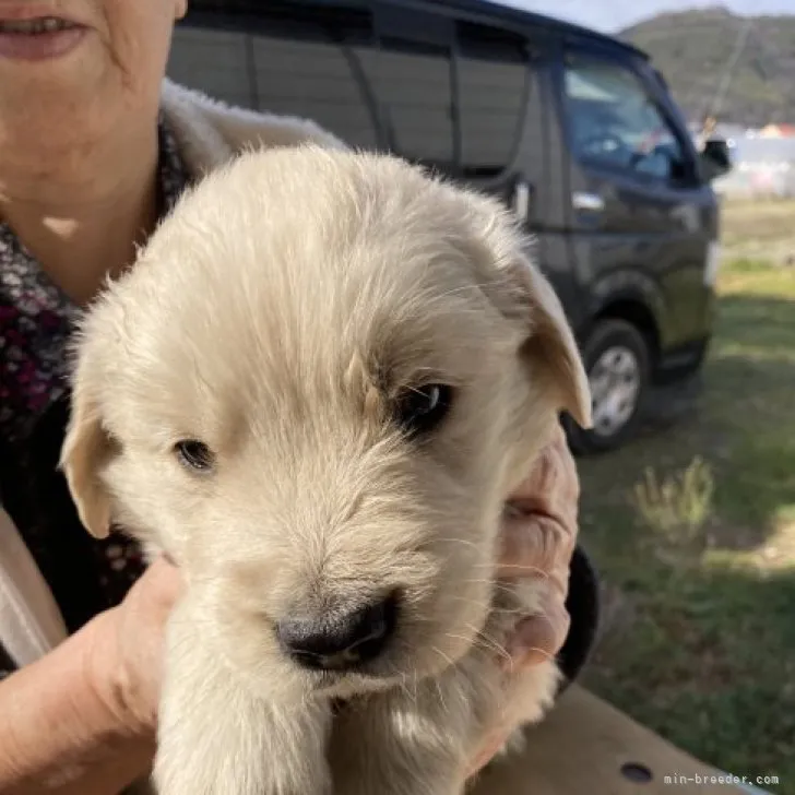 ID:2301-05054の子犬