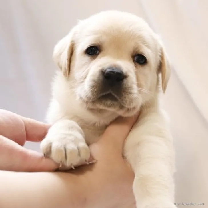 John 様のお迎えした子犬
