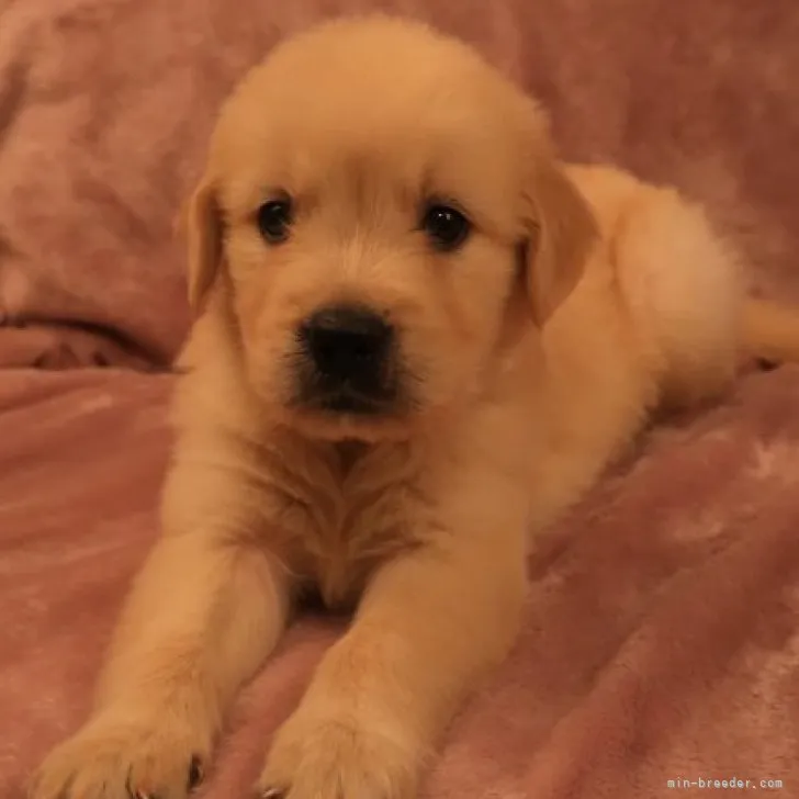 ID:2308-00818の子犬