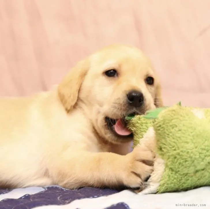 土佐っぽ 様のお迎えした子犬