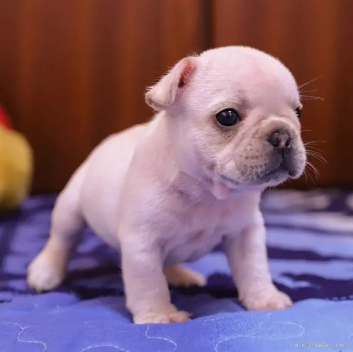 ID:2209-03434の子犬