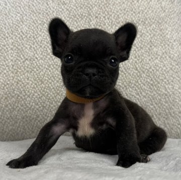 フレンチブルドッグ【香川県・男の子・2024年6月27日・ブリンドル】の写真「ころころちいさくて可愛い🐶」
