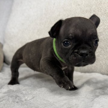 フレンチブルドッグ【香川県・男の子・2024年6月27日・ブリンドル】の写真「可愛いお顔🐶」