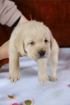 ラブラドールレトリバー【香川県・男の子・2021年11月27日・イエロー】の写真「お父さん犬はJKCのチャンピオン犬です！」