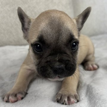 フレンチブルドッグ【香川県・女の子・2024年6月27日・フォーン】の写真「元気いっぱい🐶」