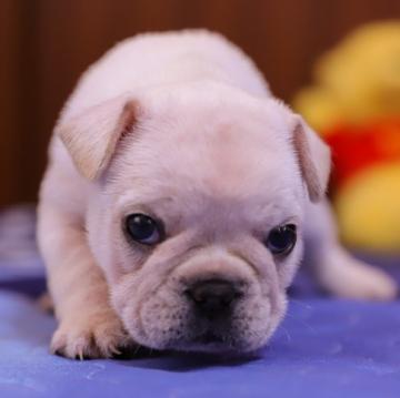 フレンチブルドッグ【香川県・男の子・2022年8月11日・クリーム】の写真「マイペースな仔犬ちゃんです。」