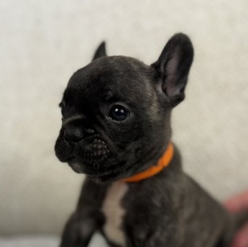 フレンチブルドッグ【香川県・男の子・2024年6月27日・ブリンドル】の写真「凛としたお顔立ち🐶」
