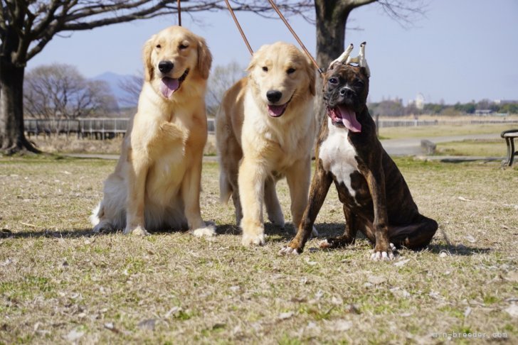 犬達とも常に家族として接して、お出かけをしたりと信頼関係ができている自信があります！｜大窪　悠里(おおくぼ　ゆうり)ブリーダー(熊本県・ゴールデンレトリバーなど・JKC/日本豆柴犬協会/全日本狩猟倶楽部登録)の紹介写真1