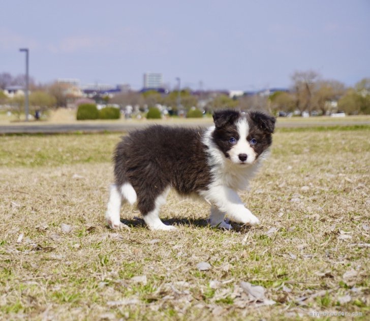 体調を見ながらブリーディングを行なっているためいつでも子犬が常にいるわけではありません。｜大窪　悠里(おおくぼ　ゆうり)ブリーダー(熊本県・ゴールデンレトリバーなど・JKC/日本豆柴犬協会/全日本狩猟倶楽部登録)の紹介写真4