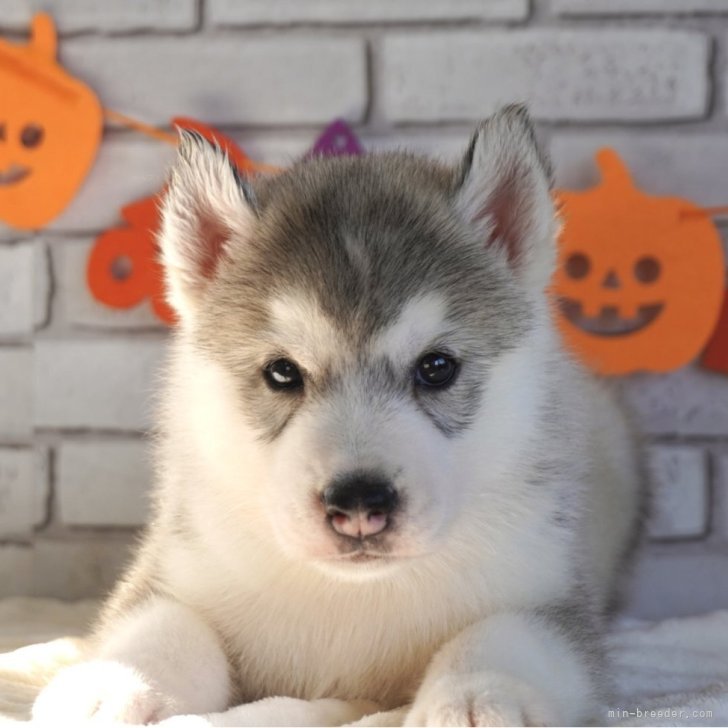 ブリーダー画像