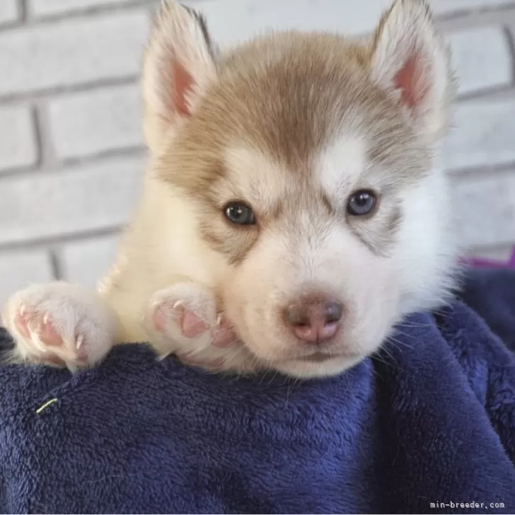 シベリアンハスキー【熊本県・男の子・2025年9月10日・チョコ&amp;ホワイト】の写真1