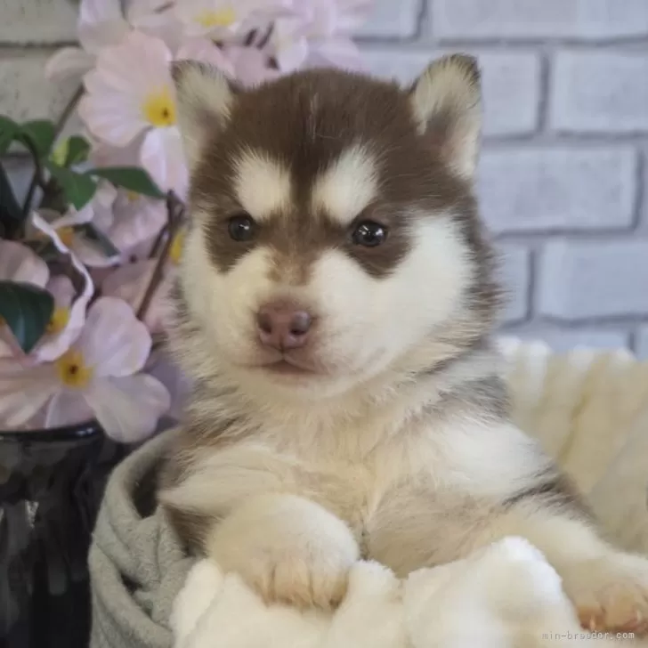 ID:2501-04465の子犬