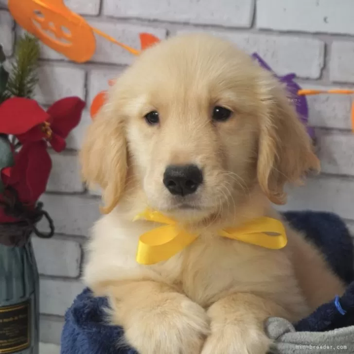 ID:2408-06159の子犬