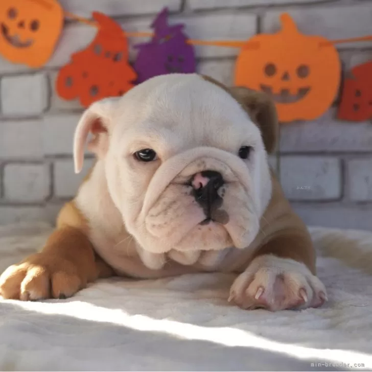 ブルドッグ【熊本県・男の子・2025年9月5日・レッド&amp;ホワイト】の写真1