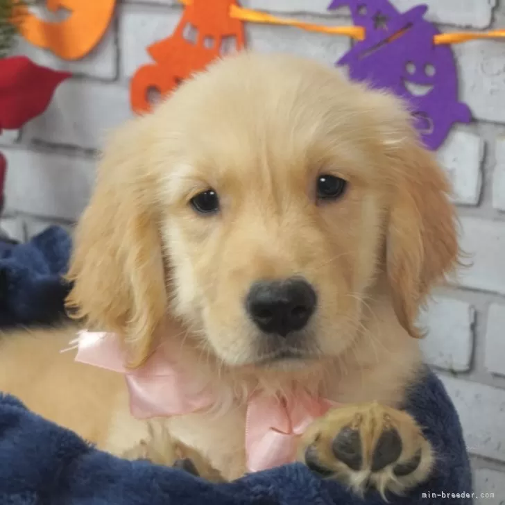 ID:2408-06162の子犬