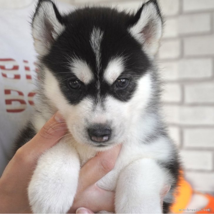 ブリーダー画像