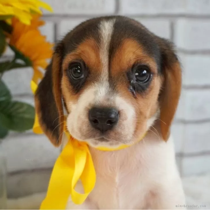 ID:2508-07518の子犬