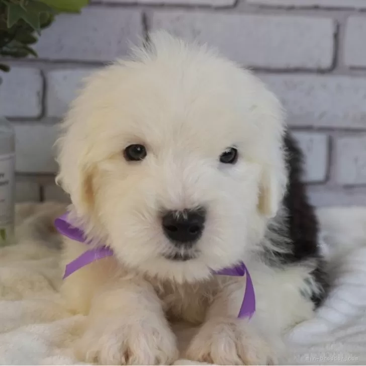 ID：2505-02951の子犬