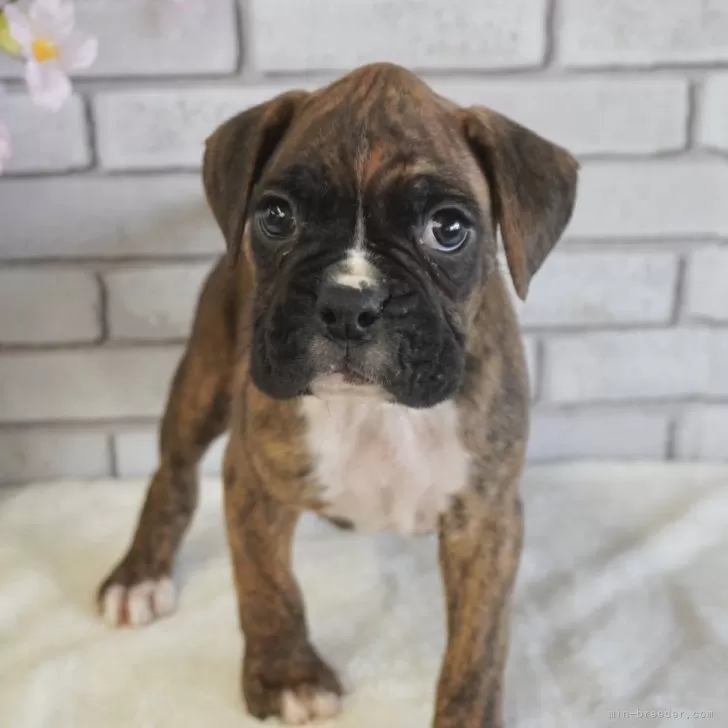 みどり 様のお迎えした子犬