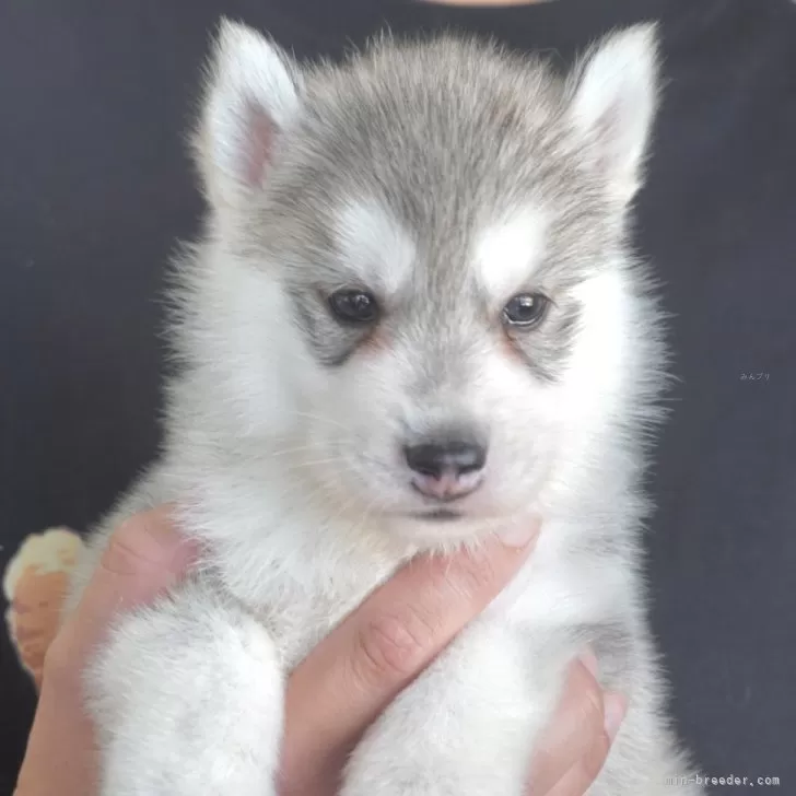 ID:2410-08082の子犬