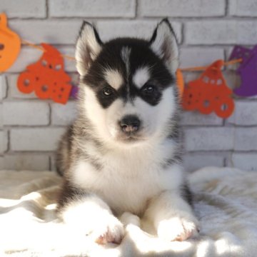 シベリアンハスキー【熊本県・男の子・2025年9月10日・ブラック&ホワイト】の写真「兄妹4頭いますのでお好みの子をお選びできます✅」