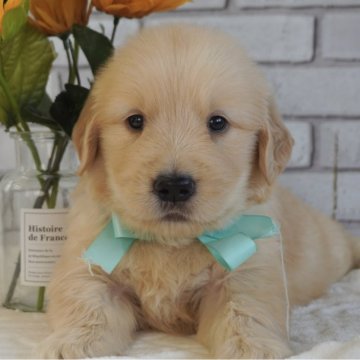 ゴールデンレトリバー【熊本県・男の子・2025年6月26日・ゴールド】の写真「ムチムチでしっかりした男の子👦」