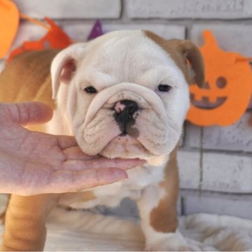 ブルドッグ【熊本県・男の子・2025年9月5日・レッド&ホワイト】の写真「ムチムチで骨量のある男の子❤️」