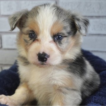 ボーダーコリー【熊本県・女の子・2025年10月24日・ブルーマールタン】の写真「唯一無二の超レアカラーの女の子👧」