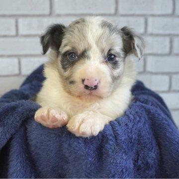 ボーダーコリー【熊本県・女の子・2025年10月24日・ブルーマール】の写真「甘えん坊の兄妹達😇」