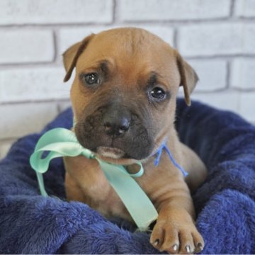 アメリカンピットブルテリア【熊本県・男の子・2025年10月17日・フォーン】の写真「ムチムチでとっても可愛い🩷」