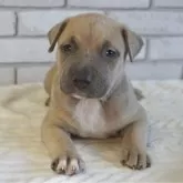 アメリカンピットブルテリア