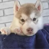 シベリアンハスキー