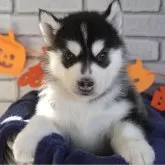 シベリアンハスキー