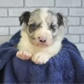 ボーダーコリー