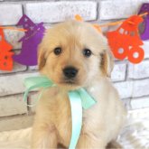 ゴールデンレトリバー