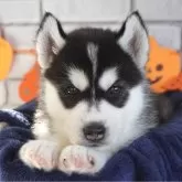 シベリアンハスキー