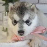 シベリアンハスキー